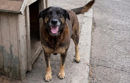 Polícia conclui investigação sobre morte do cão Orelha e maus-tratos ao cão Caramelo e pede internação de adolescente
