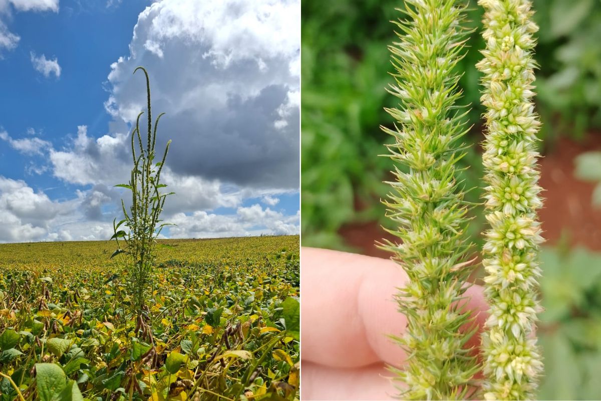 Caruru-gigante é identificado pela primeira vez em SC e acende alerta no Oeste
