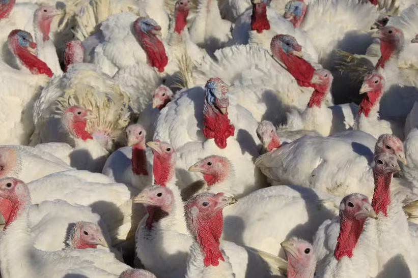 China suspende importação de carne de aves de SC e México barra produtos de todo o Brasil