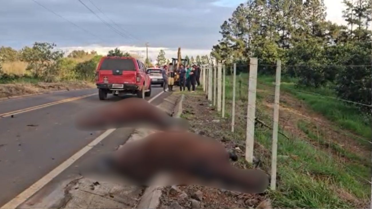 Cavalos soltos causam acidente e destroem carro em Chapecó