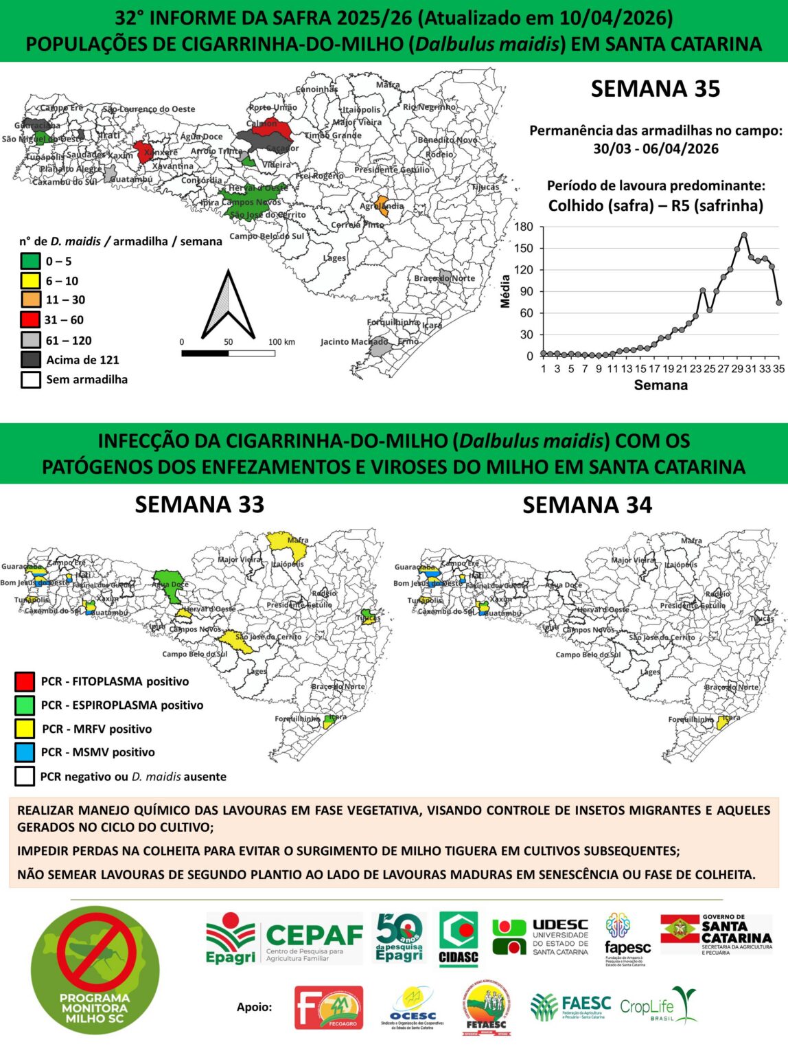 Safra catarinense supera fase crítica para a cigarrinha-do-milho, mas presença de patógenos serve de alerta aos produtores