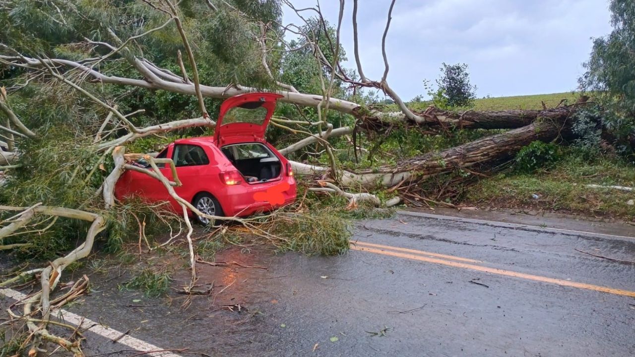 Queda de árvore causa acidente e bloqueia rodovia na SC-350